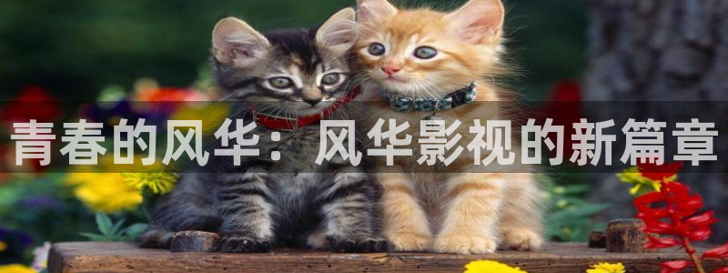 yy电影6080：青春的风华：风华影视的新篇章